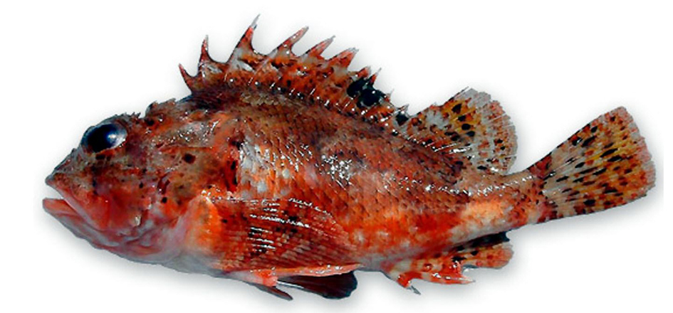 Scorpaena notata_054.jpg